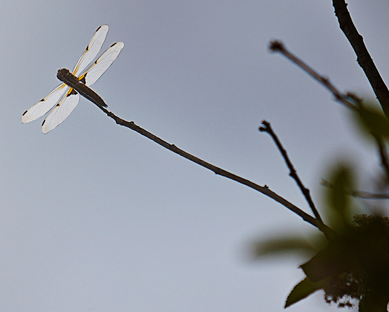 Dragonfly in the Sky