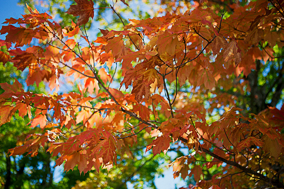 Fall leaves in Milford, Hants Portrait Photographer on Location in Milford