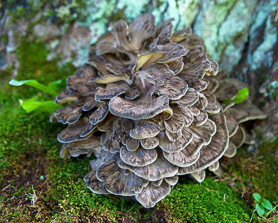 Grifola frondosa at Gays River United Church, fungi, Hants County Wedding and portrait photographer