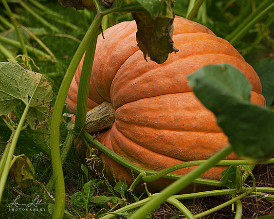 Harvest pumpkin in Elmsdale, Hants County Wedding and Portrait Photographer