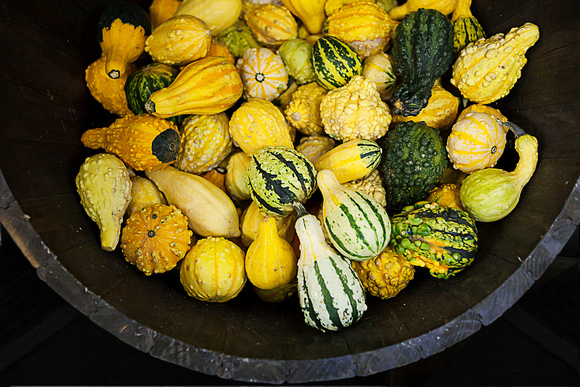 gourds in a farmers market, HRM portrait lifestyle and wedding photographer