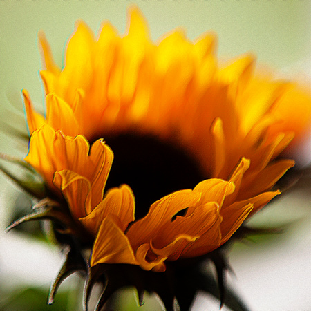 Hants County Wedding and Portrait photographer, Sunflower, fall, flowers, yellow, painted photo