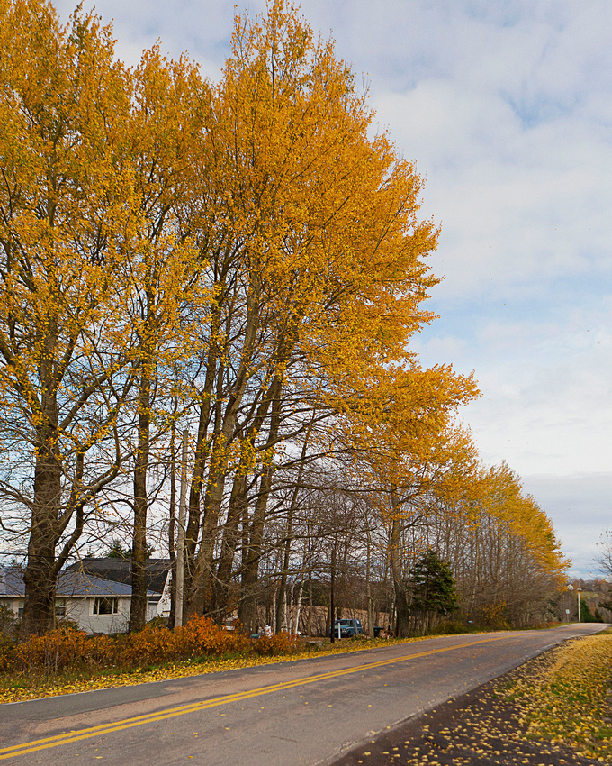Yellow trees of autumn Maitland