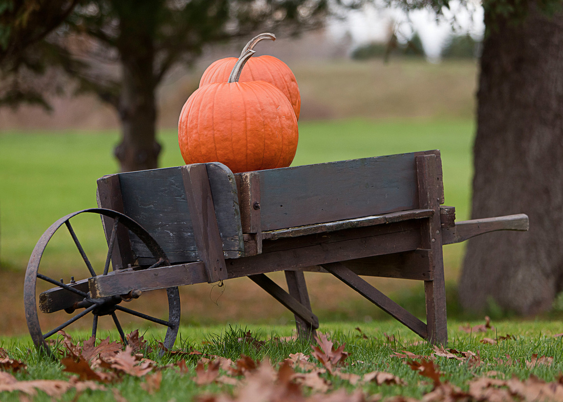 Maitland drive old fashioned wheelbarrow full of pumpkins
