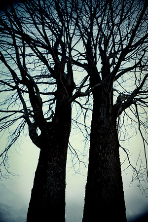 tree trunks - branches in the sky - HRM weding and portrait photography - Hants Count Photography