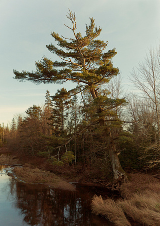 the beauty of nature in Nova Scotia is found in this eastern pine so tylical of the maritimes photographed by a phtographer in Hants County