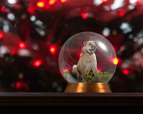 dog in a snow globe Hants County photographer