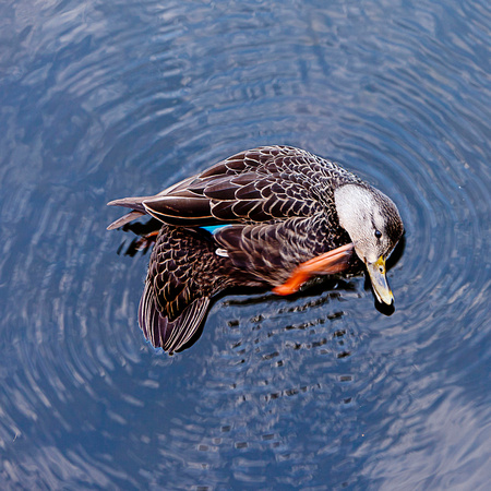 Unusual picture of a duck in the water by Hants County Photographer