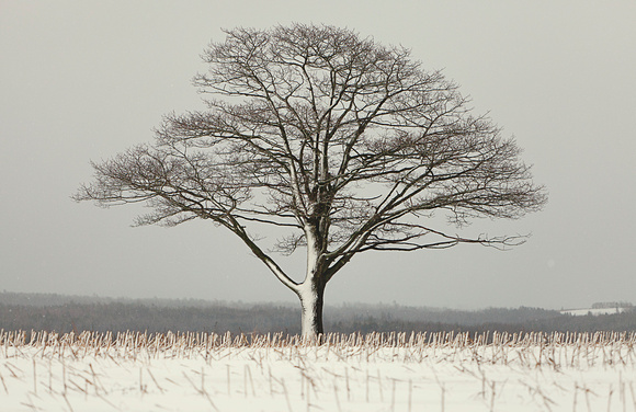 Vinegar Hill near Milford has an old oak tree which is a local landmark of Hants County - Photographer