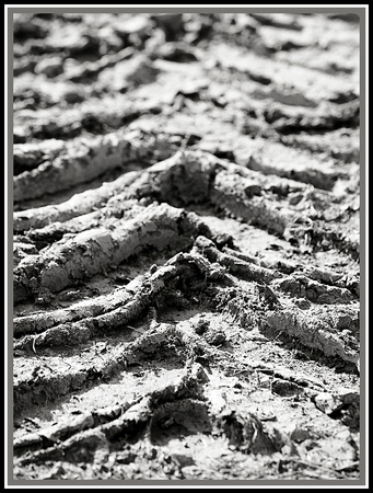 "mud tracks",  farm, Elmsdale