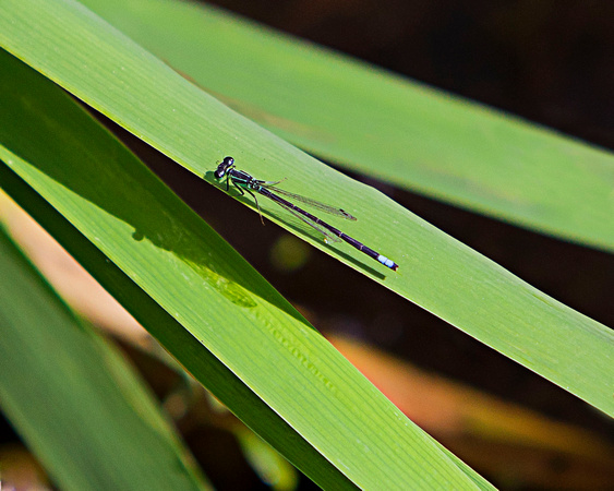 damselfly, "pond life" insects,