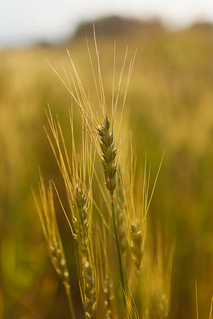 "Barley Husk", field, farm, Nova Scotia, golden, harvest