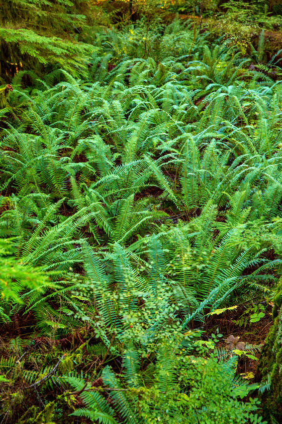 The floor of the forest is covered with ferns