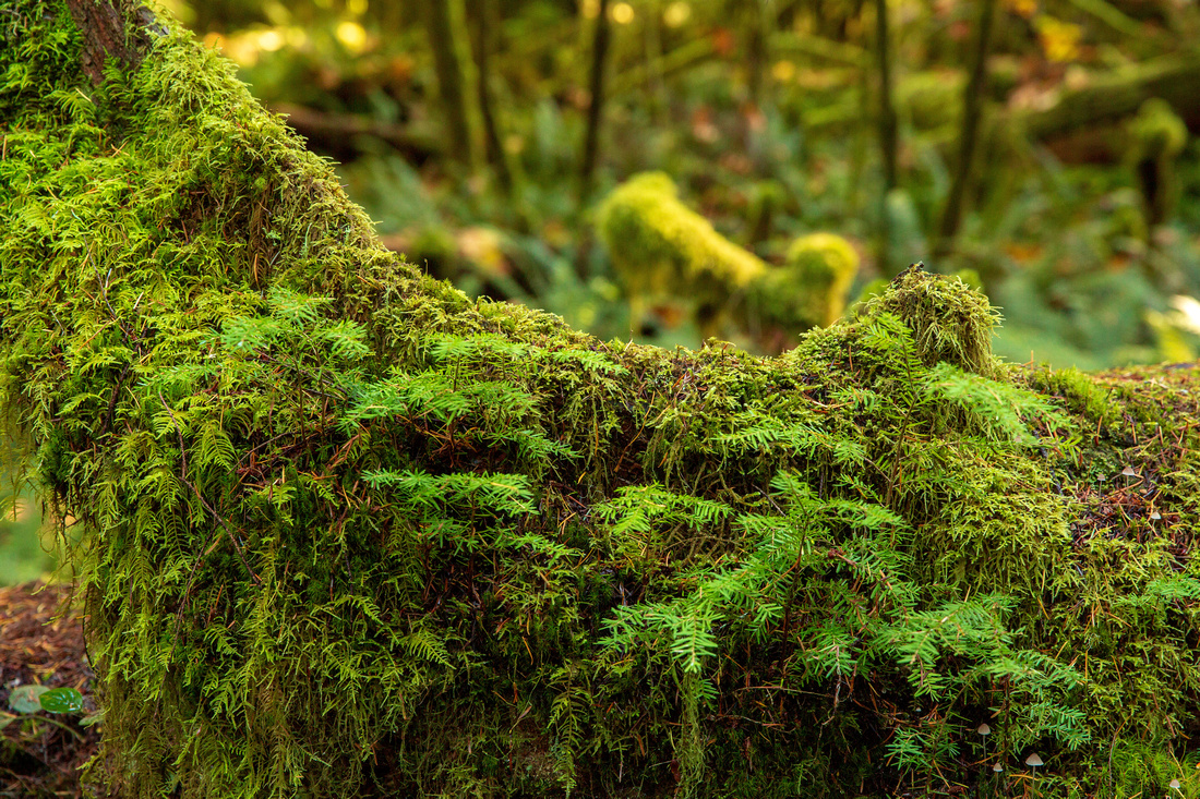 Fallen logs are covered with moss