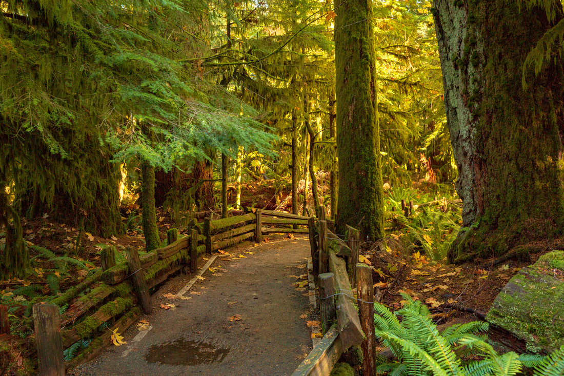 Entering Cathedral Grove