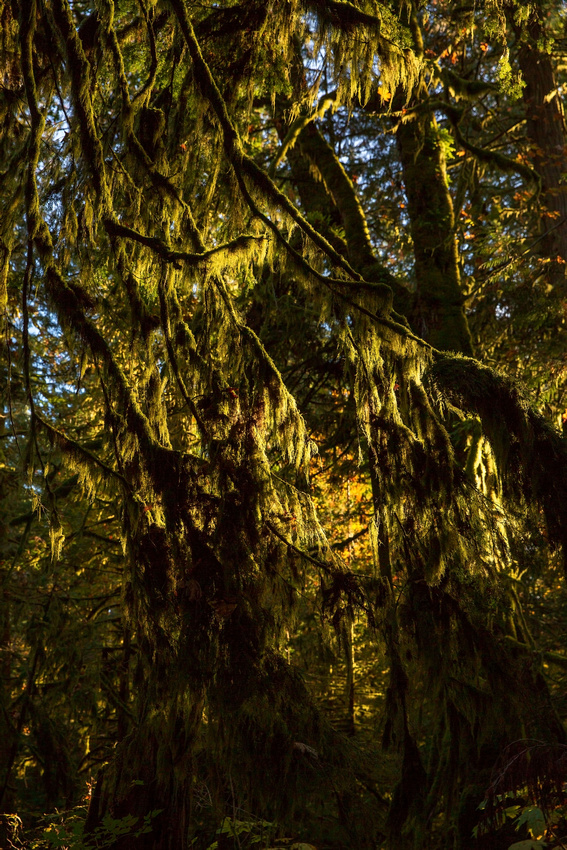 The hanging moss glows in the sunlight hanging from many of the branches 