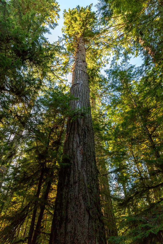 Reaching for the sky solidly stands the tallest tree in Cathedral Grove