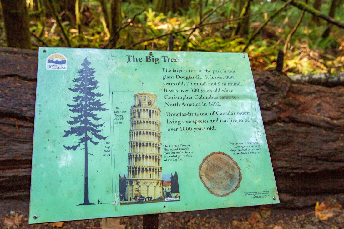 The tallest tree in Cathedral Grove is 800 years old