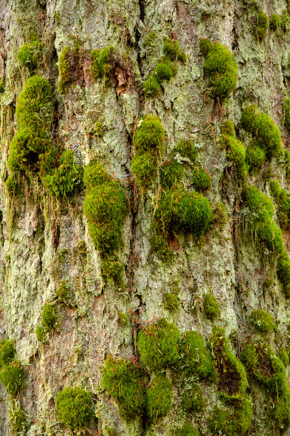 The ancient trees are home to bumps of moss which cling to the trunks