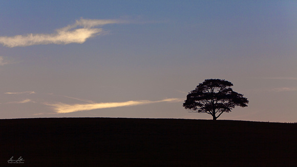 "Vinegr Hill", "Oak Tree", sky, clouds, Elmsdale, Millford, Enfield, Lantz