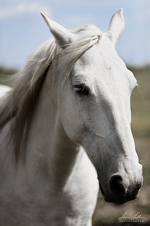 "white Horse", Alberta, Horse