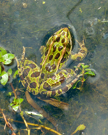 "Leopard Frog", Amphibian