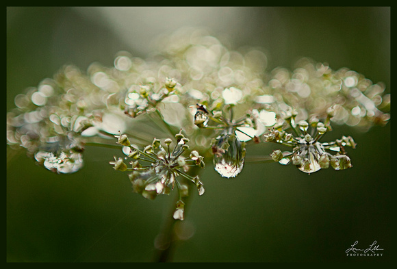 "Queen Anne's Lace", weed, raindrops,