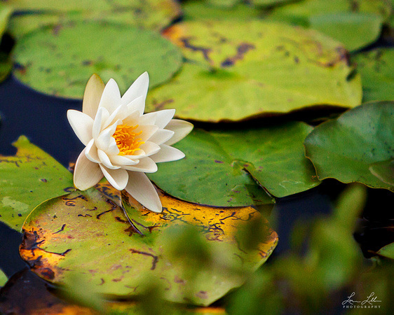 "water lilies", pond, water, flower, "lily pad"